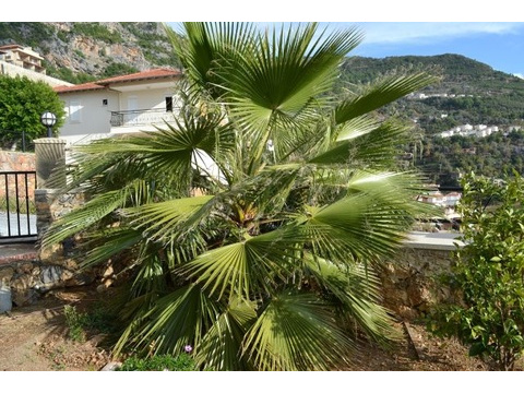 ***BEST SUMMER HOME*** Panorama Villa Alanya / Bektas