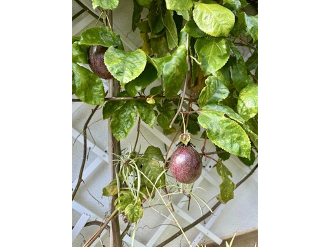 Maracuja