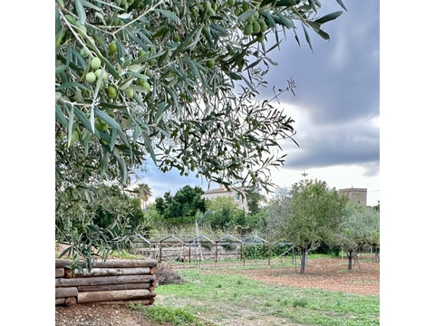Obstgarten mit altem Baumbestand und idyllischem Landschaftsblick