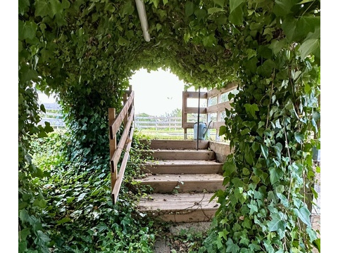 Romantischer Laubengang mit natürlicher Pergola-Struktur und Ausblick ins Freie