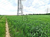 Land Forstwirschaft kaufen in Bad Homburg vor der Höhe, 10.754 m² Grundstück