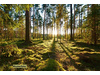 Land Forstwirschaft kaufen in Spreewaldheide, 9.807 m² Grundstück