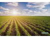 Land Forstwirschaft kaufen in Osternienburger Land, 53.649 m² Grundstück