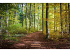 Land Forstwirschaft kaufen in Kirchdorf im Wald, 66.750 m² Grundstück