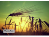 Land Forstwirschaft kaufen in Bingen am Rhein, 1.557 m² Grundstück
