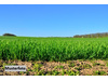Land Forstwirschaft kaufen in Ludwigsau, 87.569 m² Grundstück