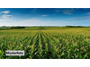 Land Forstwirschaft kaufen in Bad Endbach, 2.937 m² Grundstück