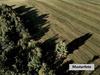 Land Forstwirschaft kaufen in Halberstadt, 5.866 m² Grundstück