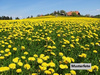 Land Forstwirschaft kaufen in Heidenrod, 989 m² Grundstück
