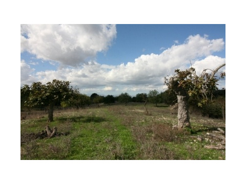 Wohngrundstück kaufen in Sant Llorenç des Cardassar, 14.346 m² Grundstück