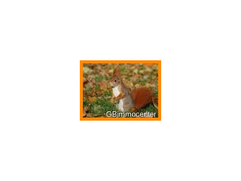 Eichhörnchen