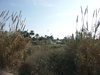 Wohngrundstück kaufen in La Marina del Pinet, 1.614 m² Grundstück