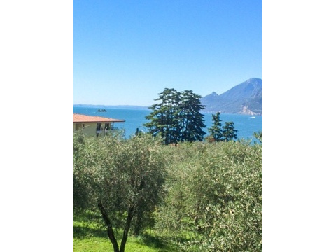 Olivenhein mit Seeblick