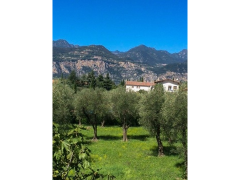 Olivenhein mit Bergblick