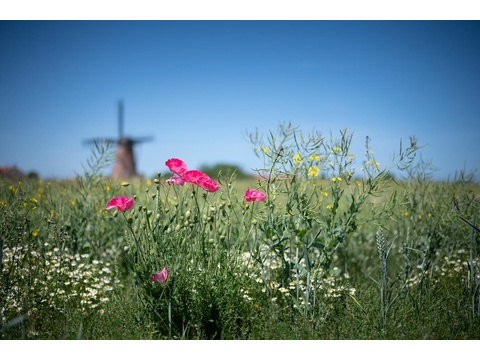 Ferienhaus-Zeeland-kaufen-jpg.008