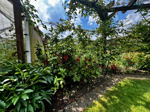 Rote Johannisbeeren