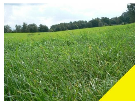 Land Forstwirschaft kaufen in Blumenhagen
