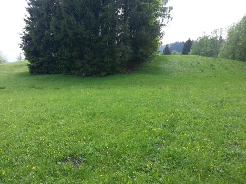 Bild...