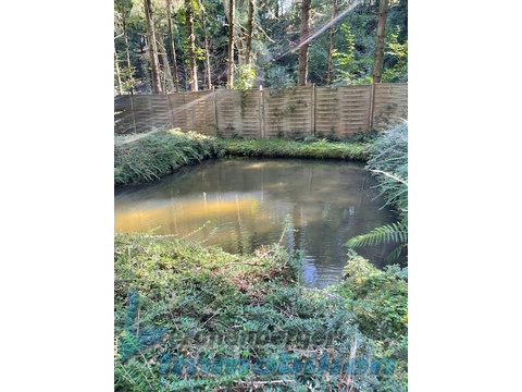 Fischweiher.jpg