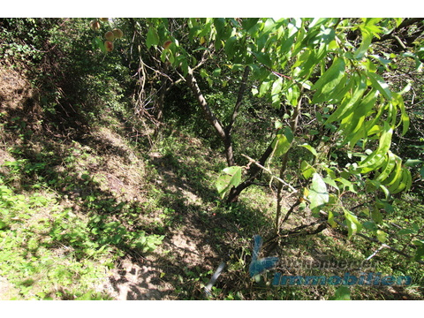 Obstgarten.jpg (2)