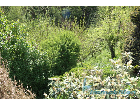 Garten.jpg