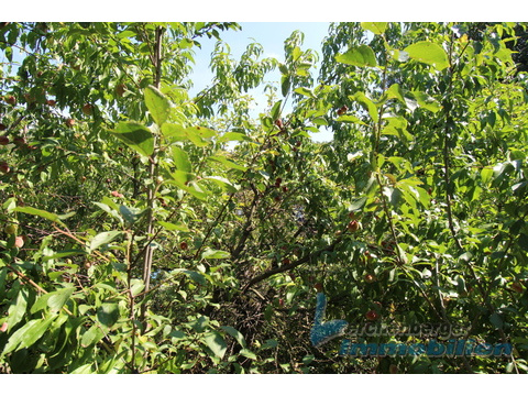 Obstbäume.jpg