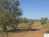 Wohngrundstück kaufen in Sant Llorenç des Cardassar, 14.500 m² Grundstück