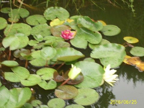 Teichrose