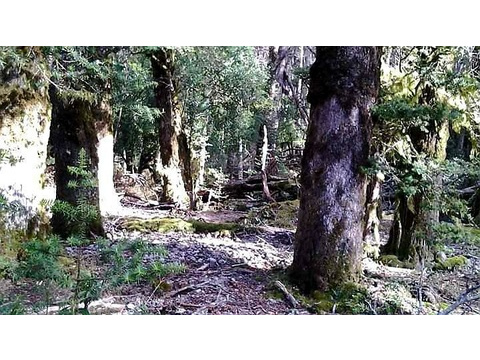 Land Forstwirschaft kaufen in Puerto Río Tranquilo, 1.780.000 m² Grundstück