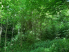 Land Forstwirschaft kaufen in Waldkirchen, 21.193 m² Grundstück