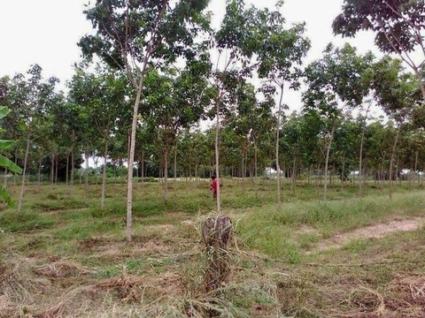 Sonstige Landwirtschaftsimmobilie kaufen in Khon Kaen