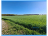 Land Forstwirschaft kaufen in Osternienburger Land Chörau, 33.800 m² Grundstück