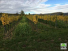 Weinbau kaufen in Langenlois