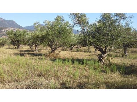 Land Forstwirschaft kaufen, 180.000 m² Grundstück