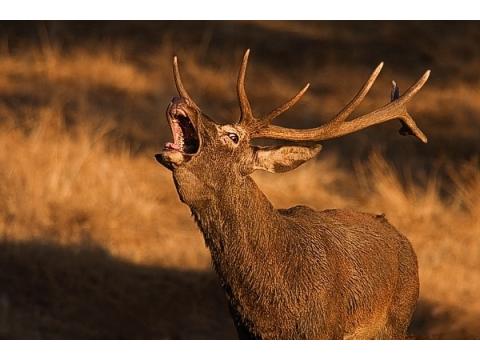 Jagd und Forstwirtschaft kaufen in Xàbia