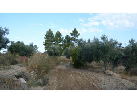 Land Forstwirschaft kaufen in Caspe, 7.000 m² Grundstück