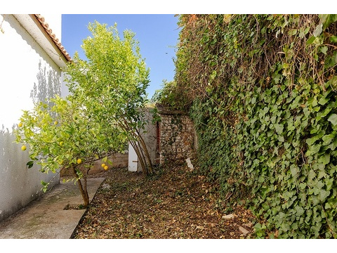 Garten des Hauses mit Zitronenbaum und begrünter Mauer
