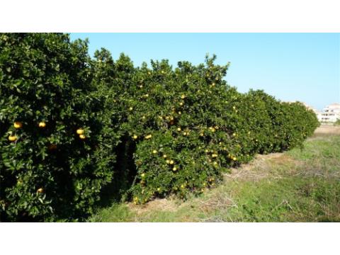 Grundstück kaufen in Denia, 5.500 m² Grundstück