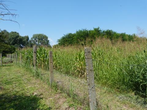 unser Maisfeld