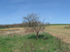 Bauernhaus kaufen in Kallósd, 4.000 m² Grundstück, 85 m² Wohnfläche, 3 Zimmer